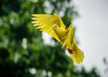 yellow flying bird