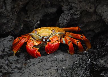 crab creature