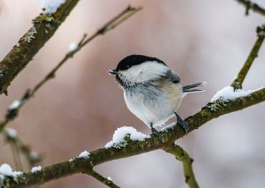 bird white snow