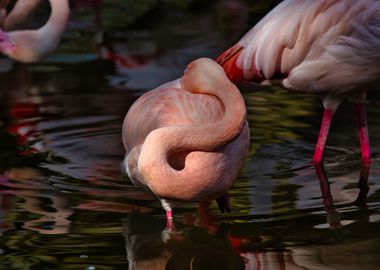 Pink Flamingo 