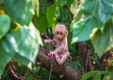 baby monkey tree