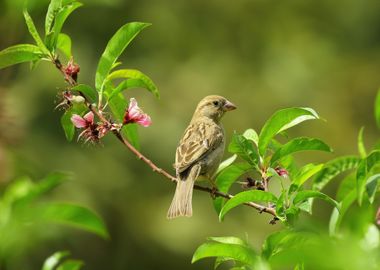 yellow bird leaves