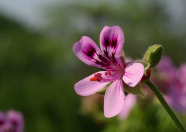 flower blur