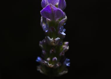  Sugar Ant On Lavender