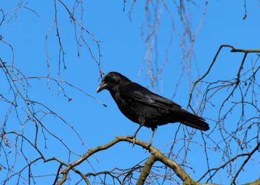 blue cloud bird black