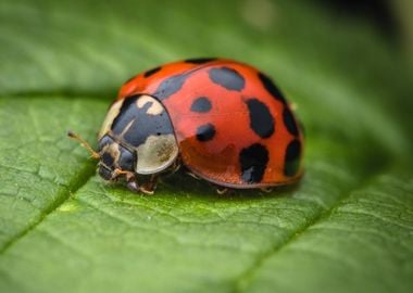 ladybug red