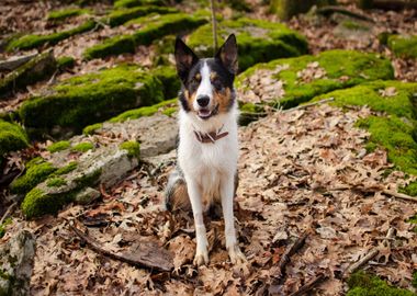 white coate dog