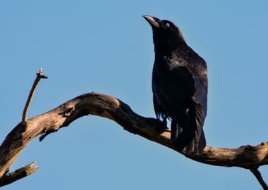 black bird brown tree