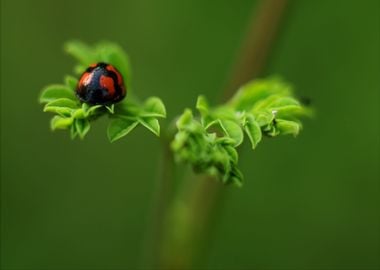 leaves green ladybug