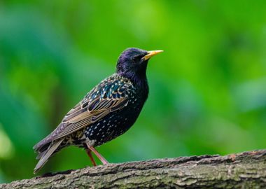 black green bird