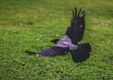 crow flying green grass