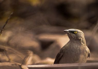 beak bird black