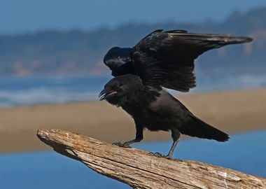 wood beak bird black