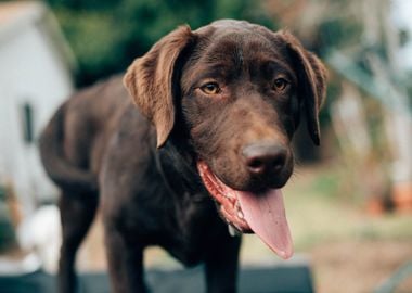 brown coate dog