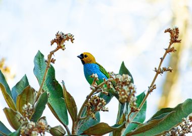 blue bird plant