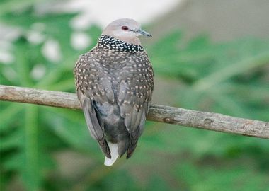 tree brown bird