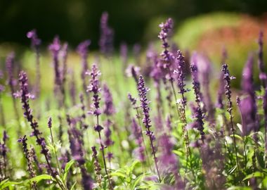 Lavender Garden