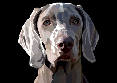 weimaraner dog