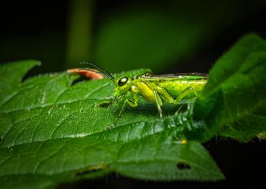 insect green leaf