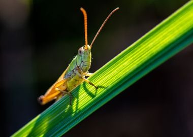 green hopper