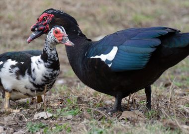 two duck love