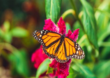 butterfly orange