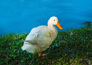 dock bird white