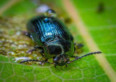 beetle antenna