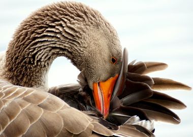 orange brown bird