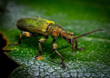 beetle leaves