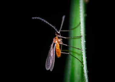 orange green insect