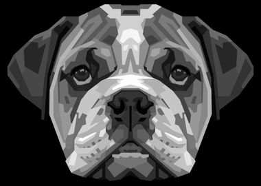 english bulldog