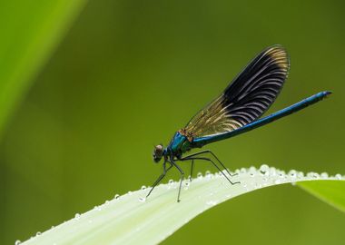 beautiful blue fly