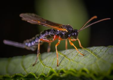 wasp black leaf