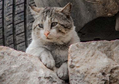 rock cat