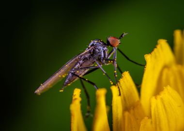 robber fly