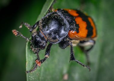 black red beetle