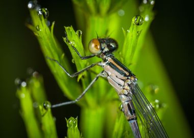 dragonfly green