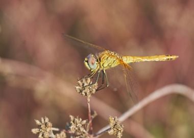 orange dragonfly