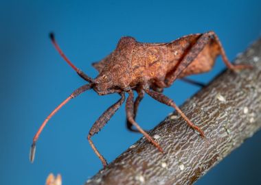 brown insect twig