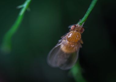 brown fly