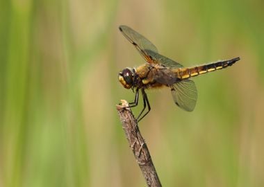 tree dragonfly