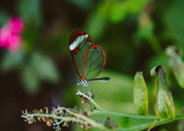 leaves dragonfly