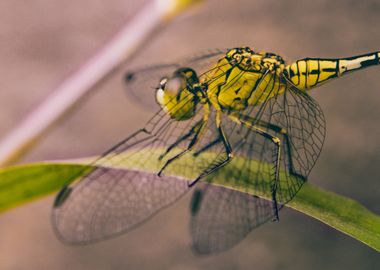 yellow dragonfly