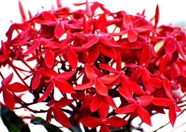 A Bunch of Fresh Red Flowe