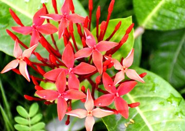 A Bunch of Fresh Red Flowe