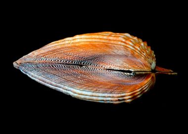 Cockle Seashell