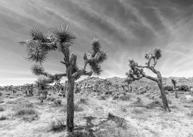 Joshua Tree National Park