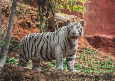 White Tiger Wild Animal