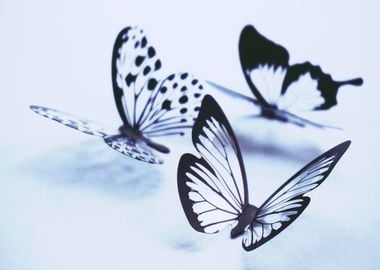 three butterfly